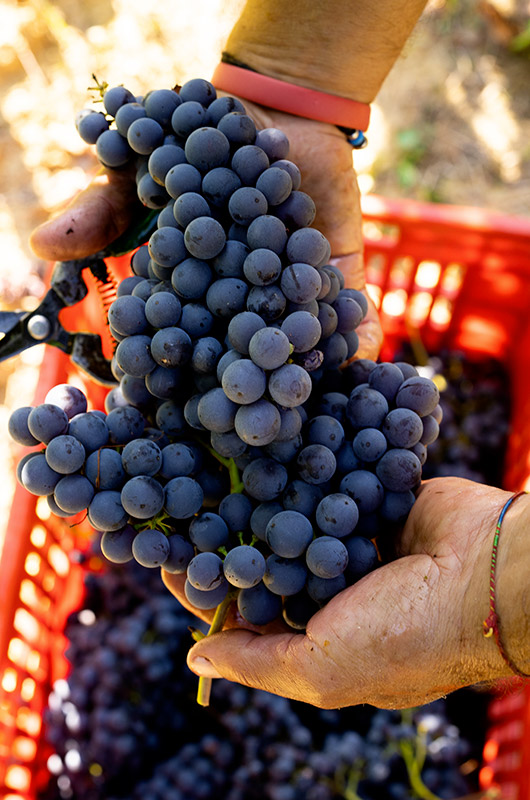 Pelassa - Barbera d´Alba Superiore - San Pancrazio - Piemont Italien Rotwein trocken 0,75l - 13,5% vol.