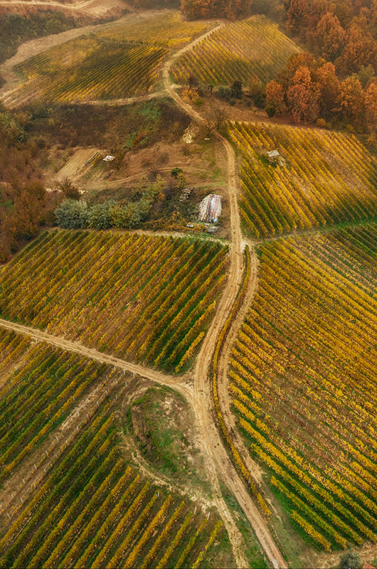 Pelassa - Roero Arneis TUCCI - Piemont Italien Weißwein trocken 0,75l 14 % vol.