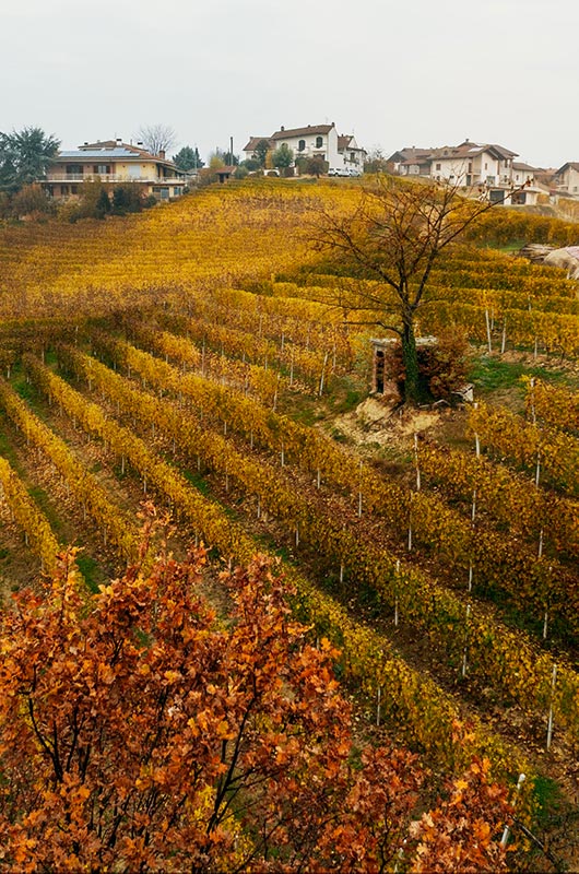 Pelassa - Barolo - Piemont Italien Rotwein trocken 0,75l - 14% vol.